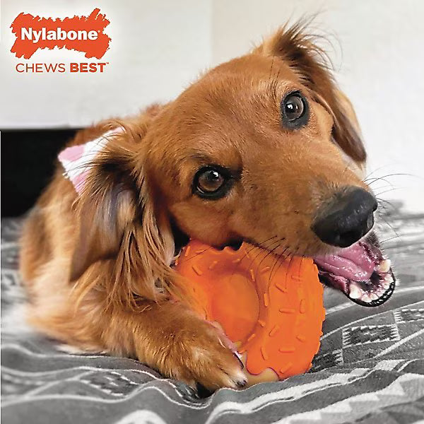 Nylabone Power Chew Donut 70th Birthday Dog Toy, Orange Pumpkin & Peanut Butter, Large