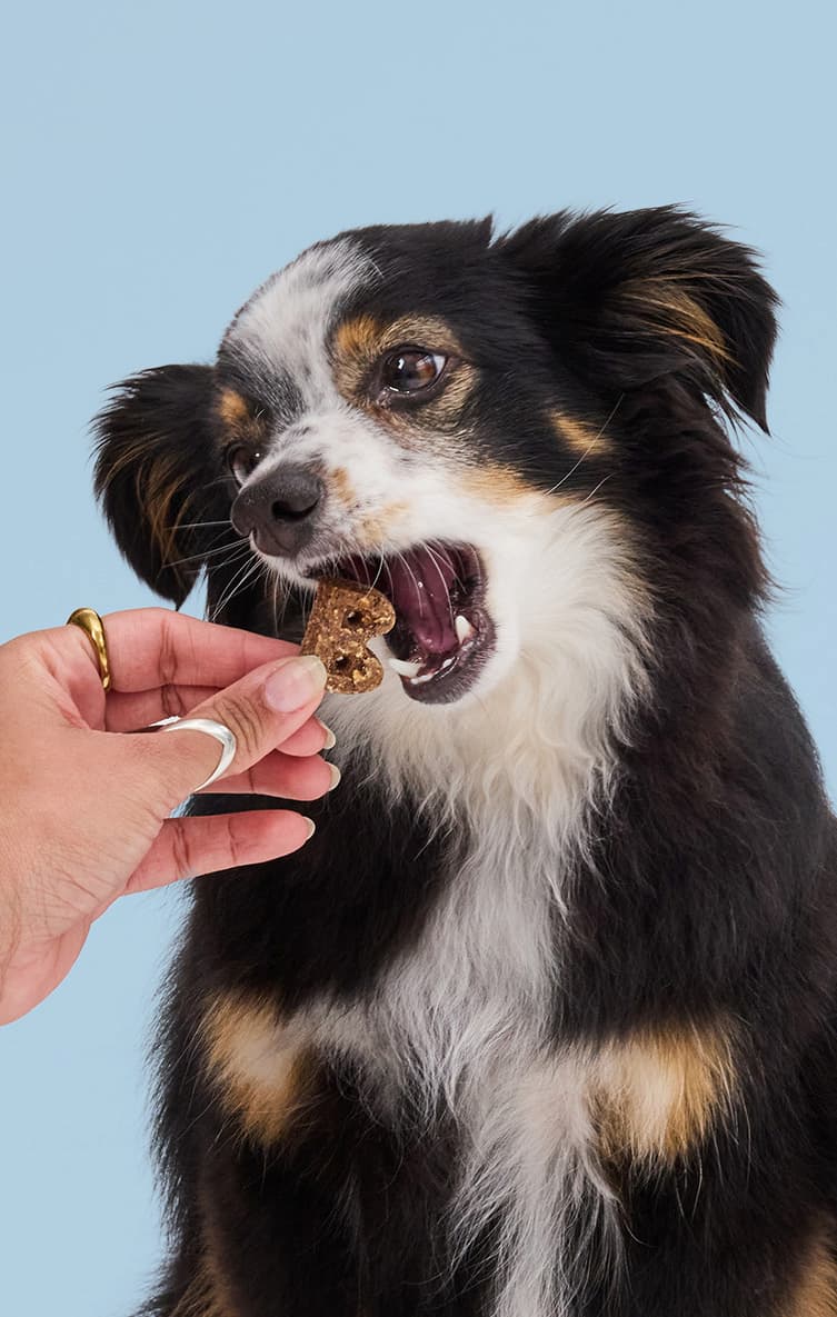 Bocce's Bakery Dog Biscuits Burgers And Fries 5oz.
