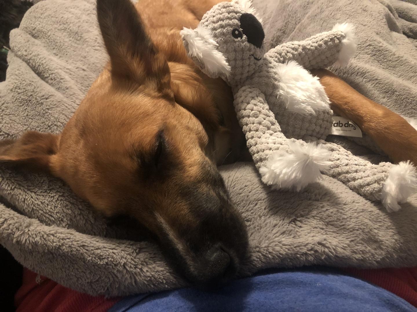 Fabdog Dog Floppy Koala Large