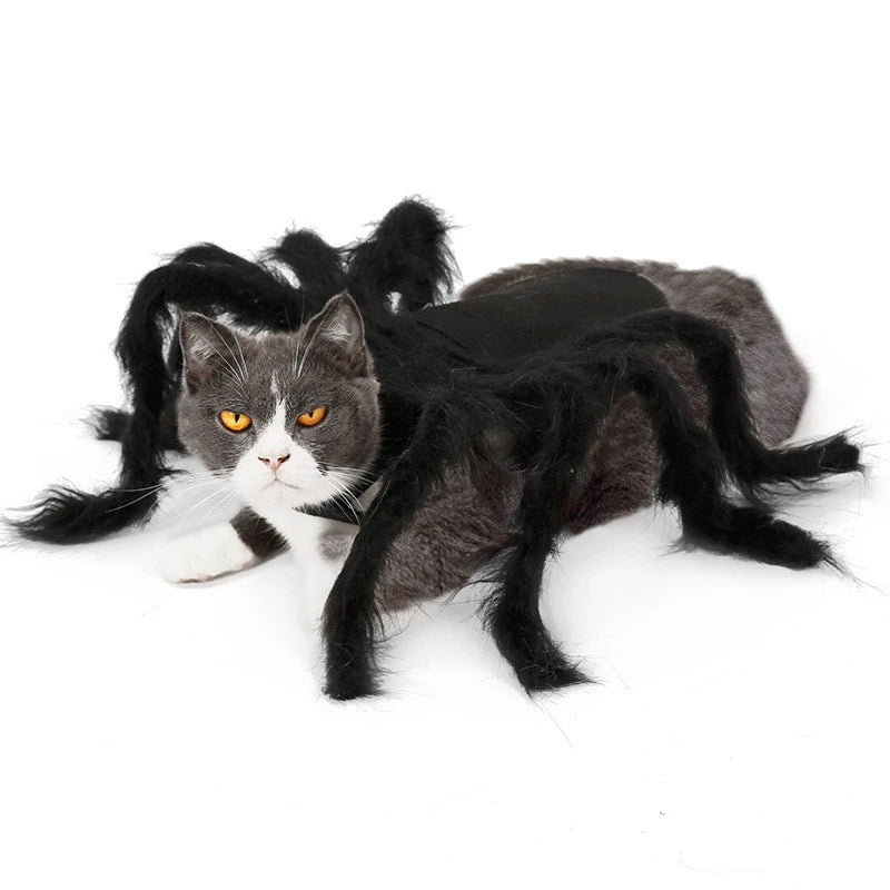 Grey cat wearing a spider costume for dogs and cats with furry black legs for Halloween fun
