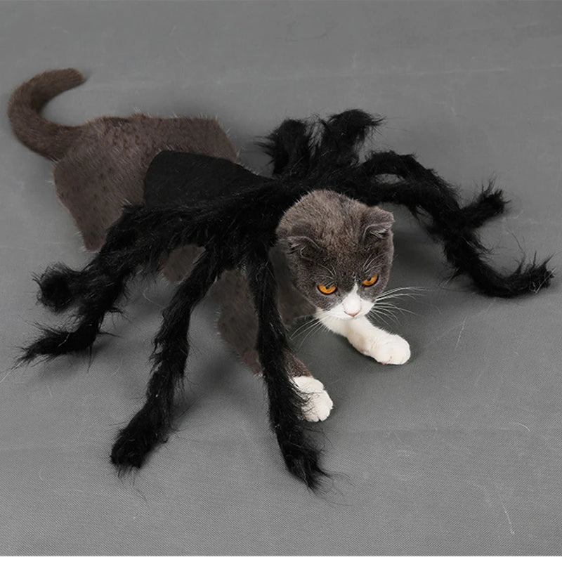 Adorable gray cat wearing a spider costume for dogs and cats with fuzzy black legs