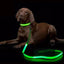 LED Safety Dog Leash