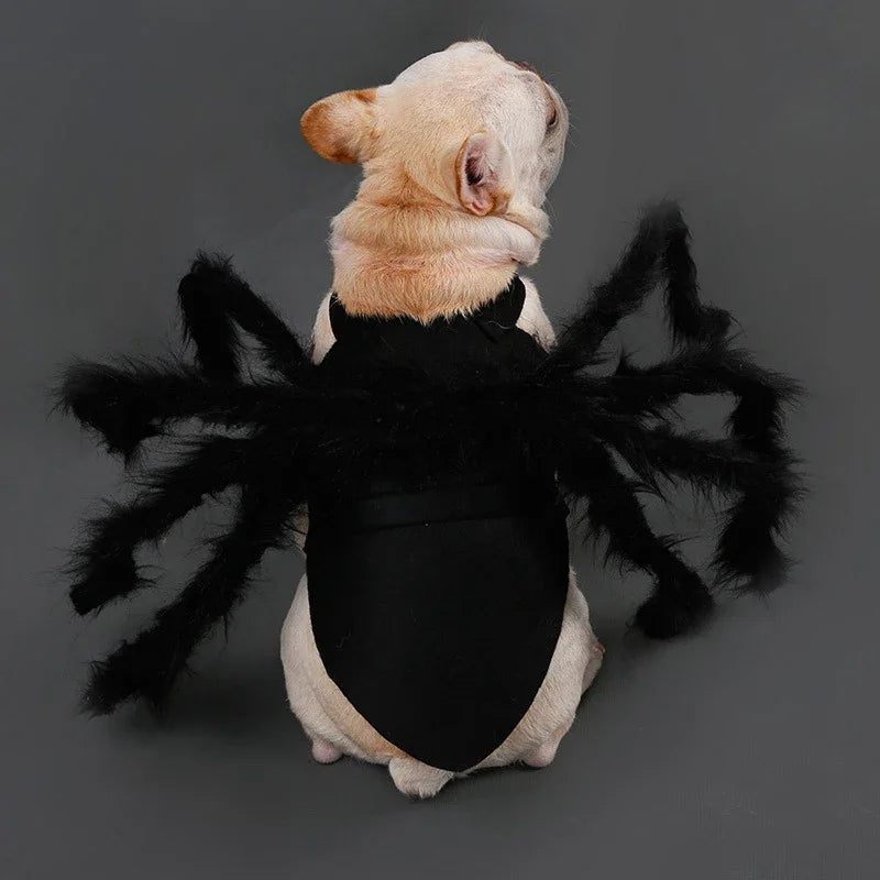 Adorable dog in a black spider costume for dogs and cats with fluffy legs for Halloween fun