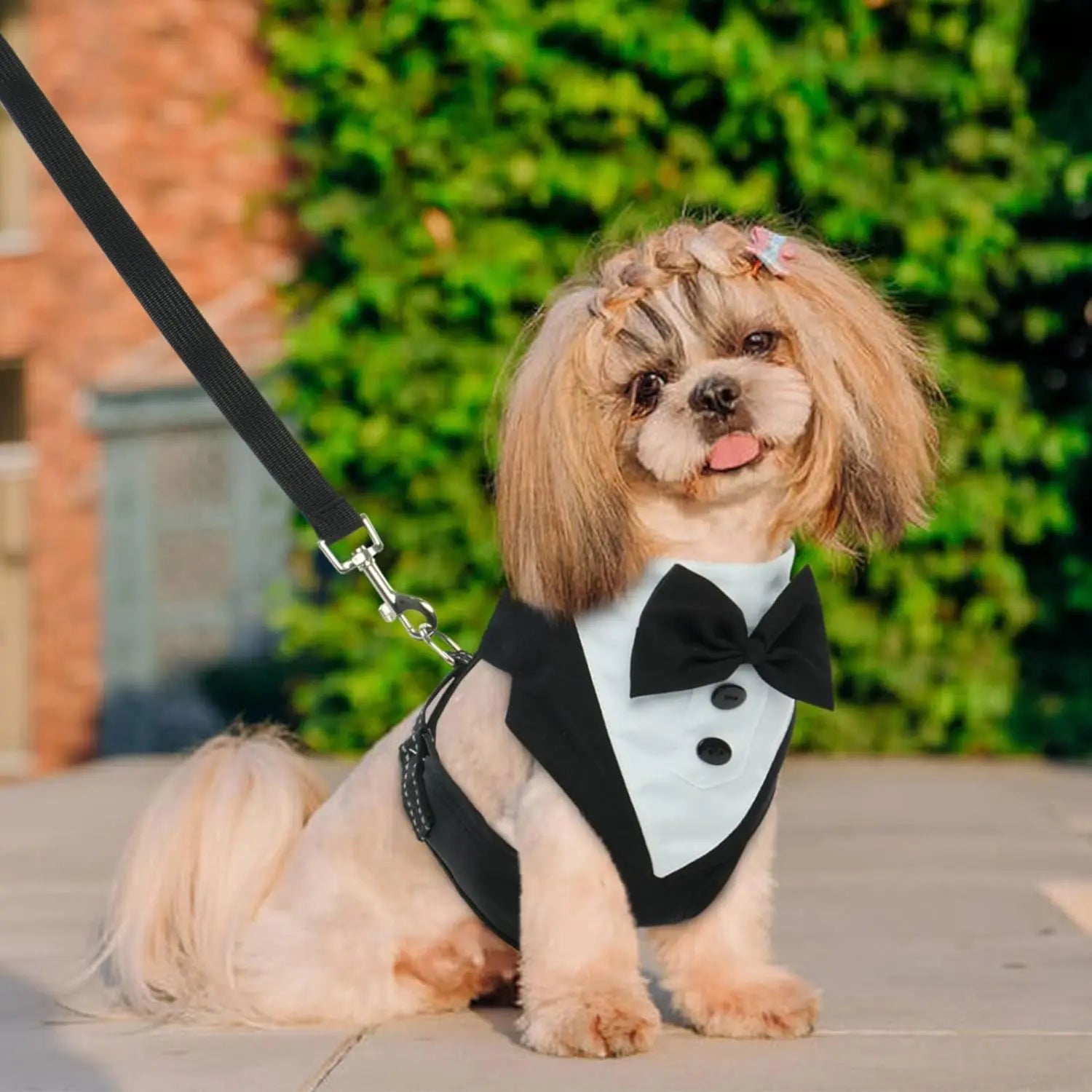 Cute dog in a tuxedo dress set with a bow tie, perfect for special occasions and gatherings