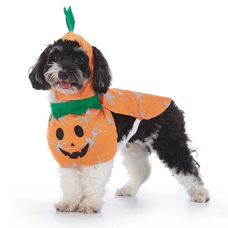 Adorable dog in a pumpkin costume perfect for Halloween celebrations