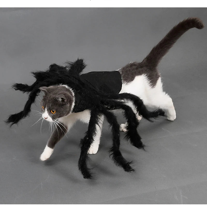 Adorable cat wearing a spider costume for dogs and cats with black furry legs