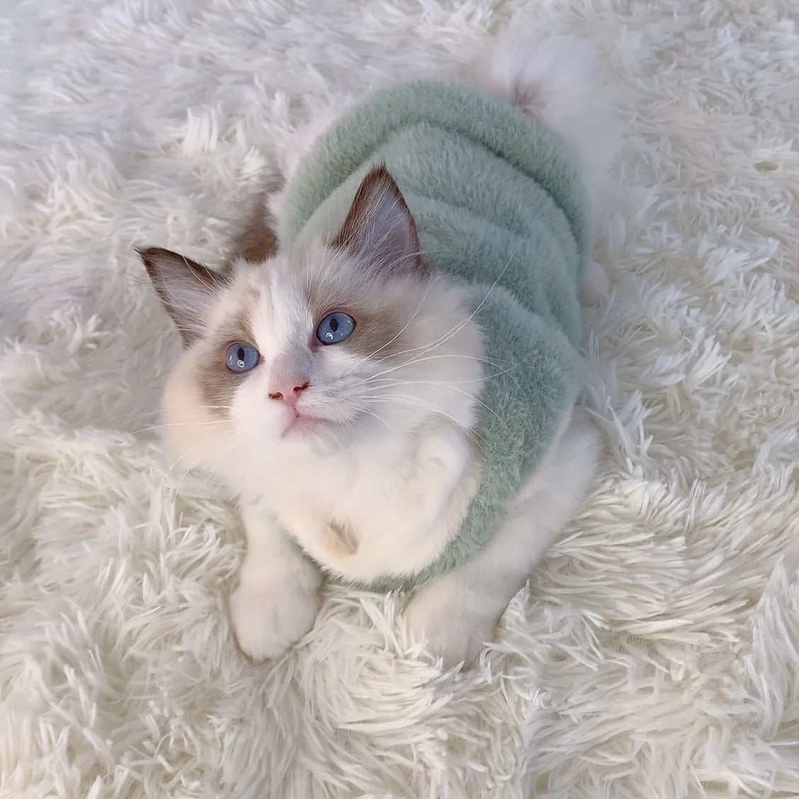 Adorable white cat wearing a soft fleece cat vest for winter on a fluffy blanket