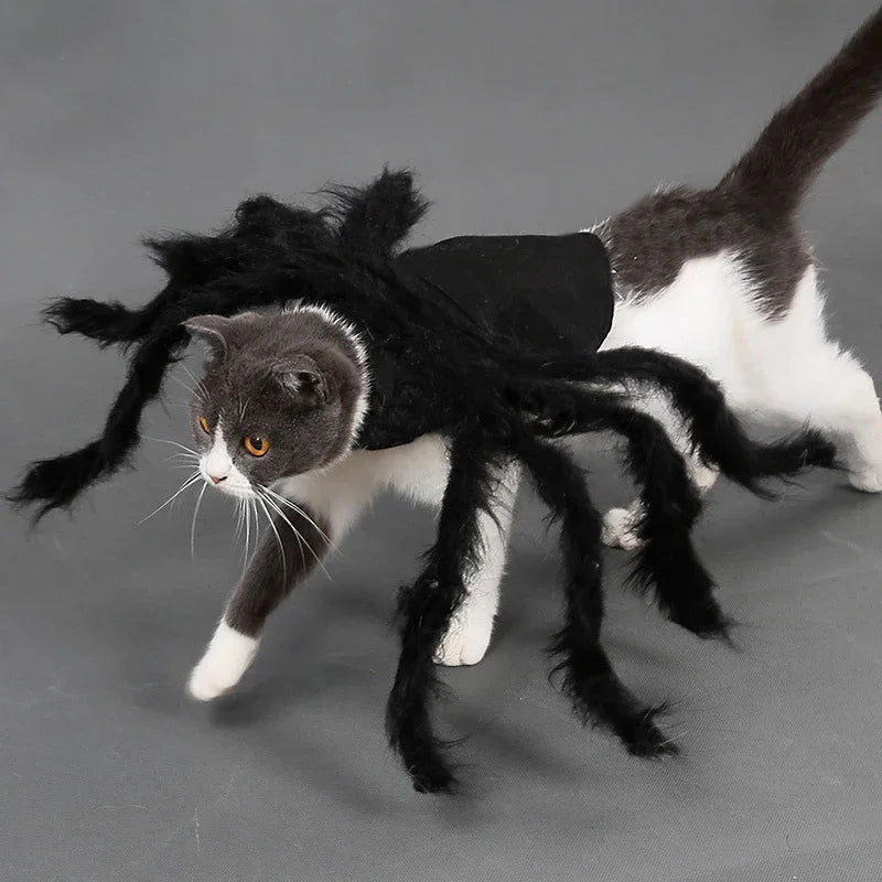 Adorable cat wearing a spider costume for dogs and cats with realistic black fluffy legs