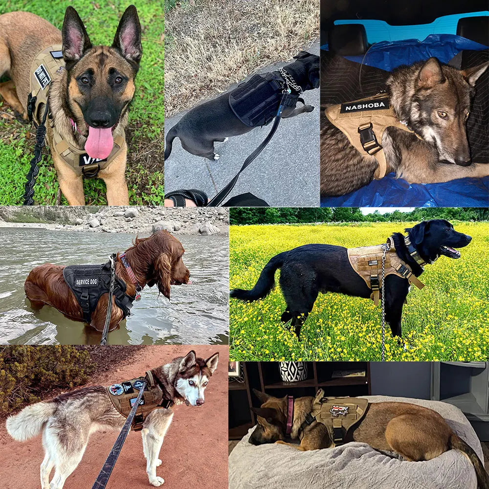 AlphaControl Pro Dog Harness & Leash Set featured on various dog breeds in outdoor settings