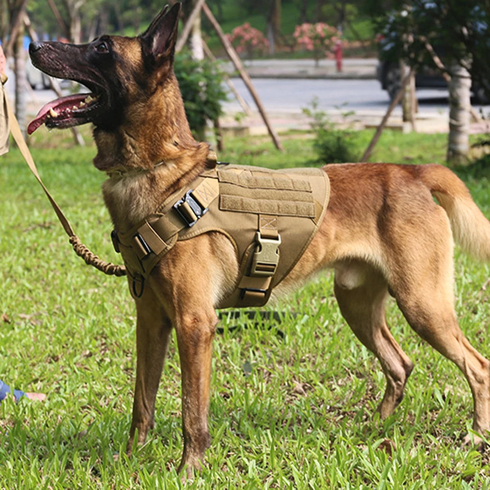 AlphaControl Pro Dog Harness & Leash Set displayed on a dog in an outdoor park setting