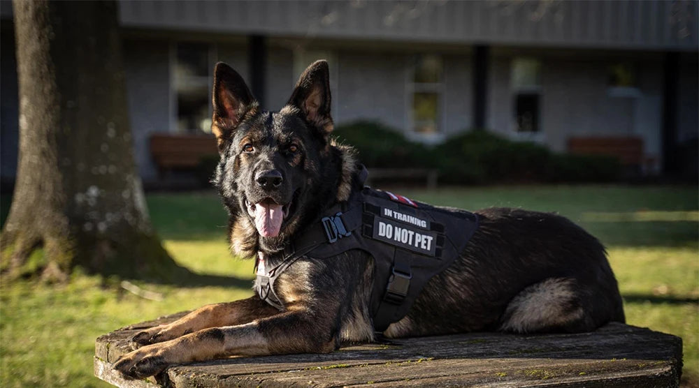 Happy German Shepherd wearing AlphaControl Pro Dog Harness & Leash Set while lounging outdoors