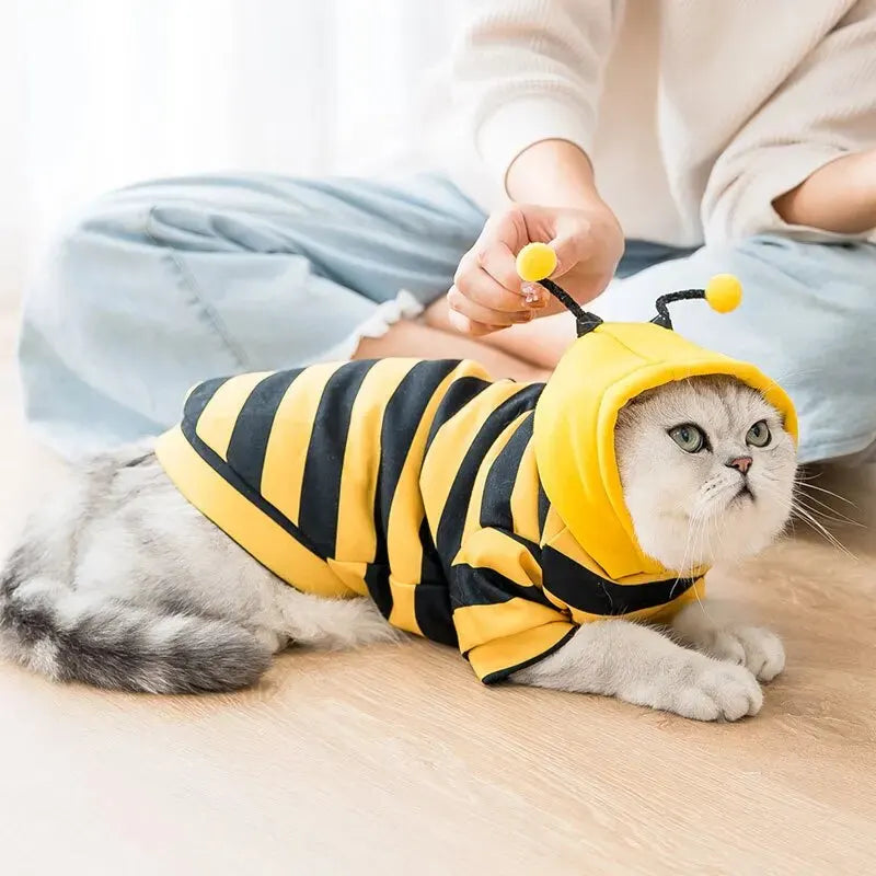 Small cat wearing a bee costume for small dogs in black and yellow stripes with a hood