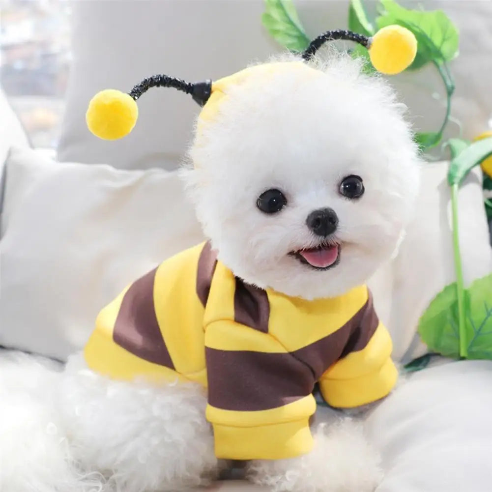 Small dog wearing a cute bee costume for small dogs with yellow and brown stripes and antennae