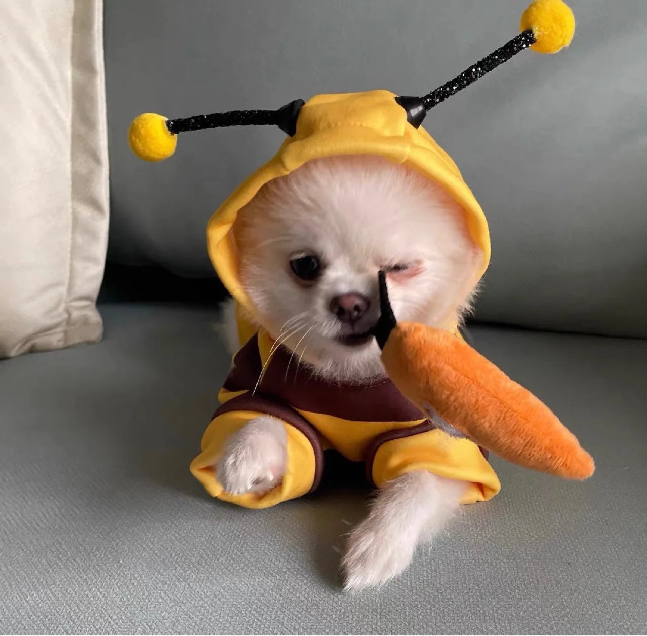 Adorable small dog dressed in a bee costume for small dogs with antennae and a plush stinger