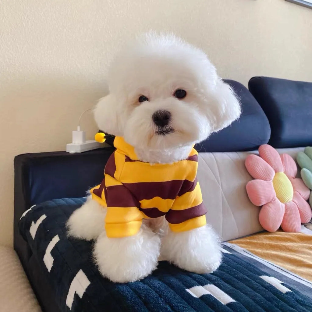 Small dog wearing a yellow and brown bee costume for small dogs sitting on a couch
