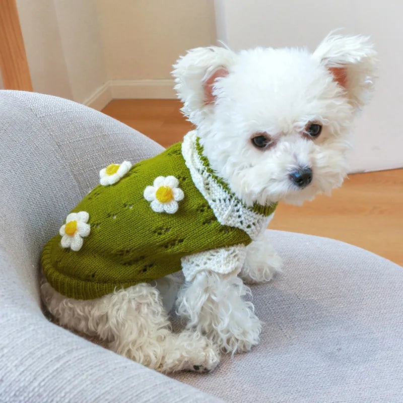 Cute white dog in a blossoming flower dog sweater with flower embellishments and lace detail