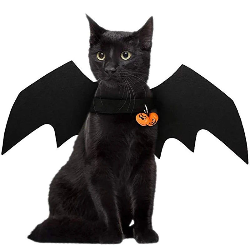 Black cat with bat wings costume from Zoomies & Co featuring festive pumpkin accessories