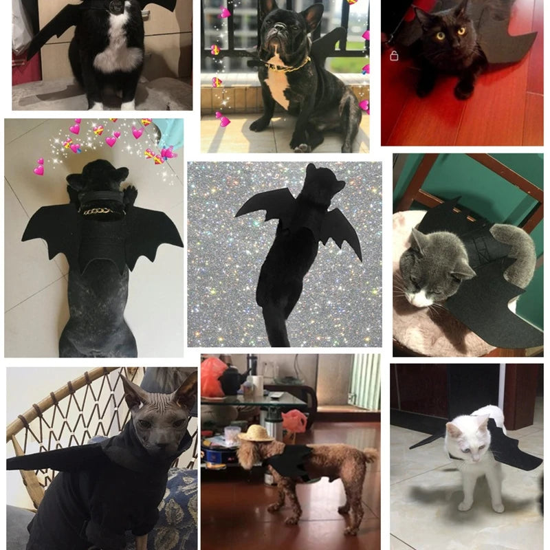 Cats and dogs wearing a cat bat wings costume, showcasing different angles and pets in fun settings