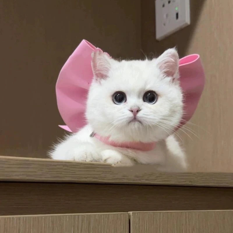 Adorable white cat in a pink cat mermaid costume with a cute bow on its back