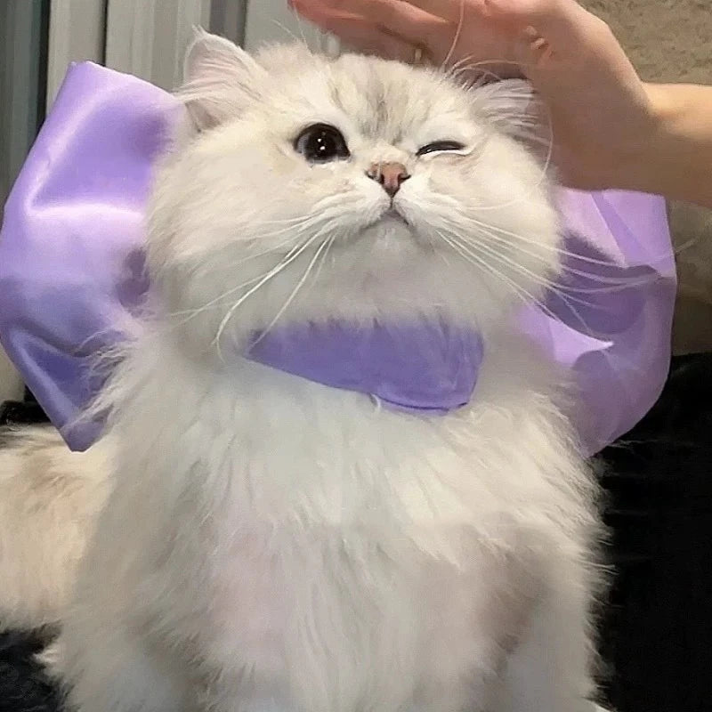 Fluffy white cat in a purple cat mermaid costume with a large bow on its back
