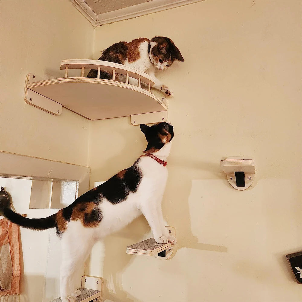 Two cats using a Cat Wall Climbing System™ with multiple platforms and wall-mounted shelves