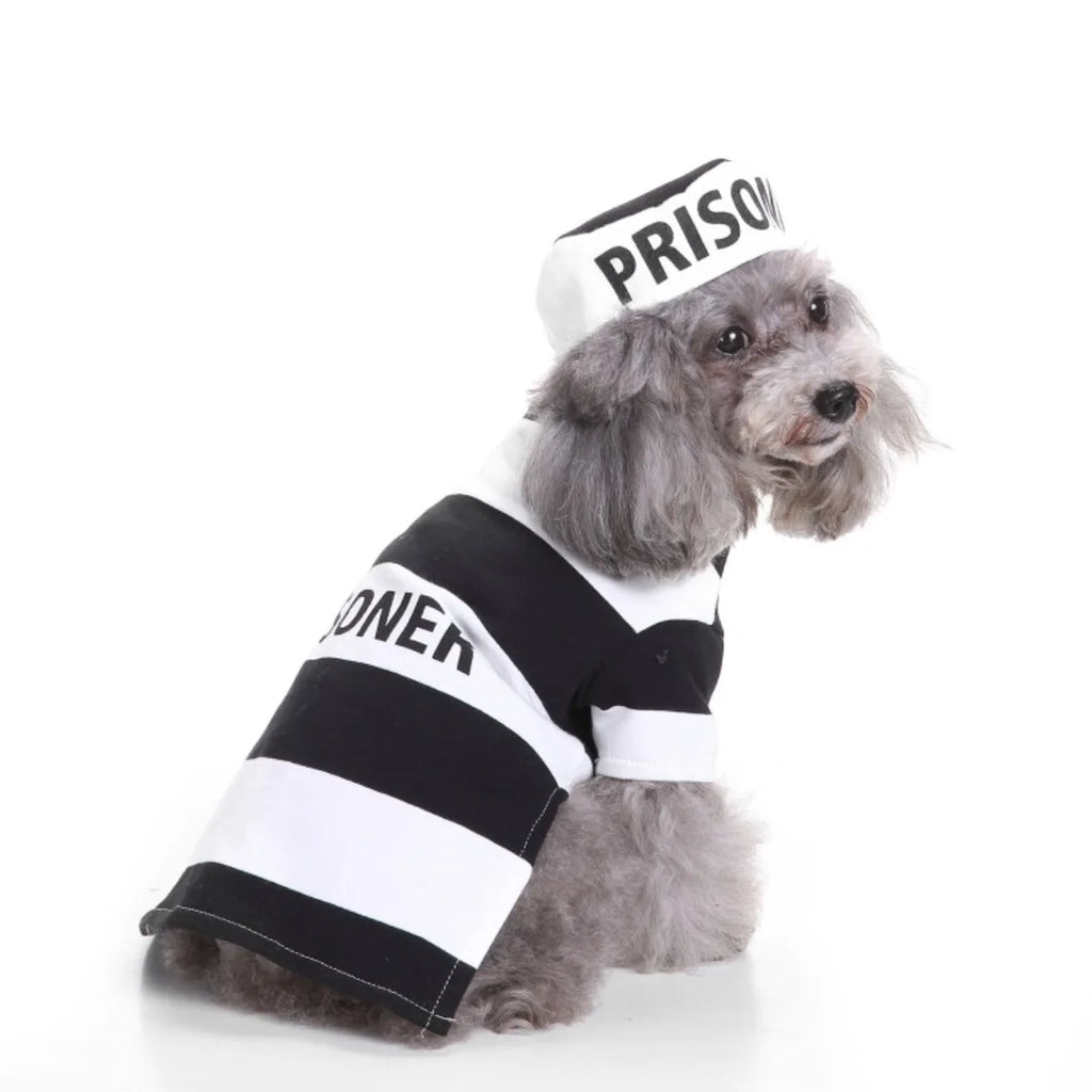Cute dog wearing a black and white prisoner costume from Zoomies & Co for a fun dress-up occasion