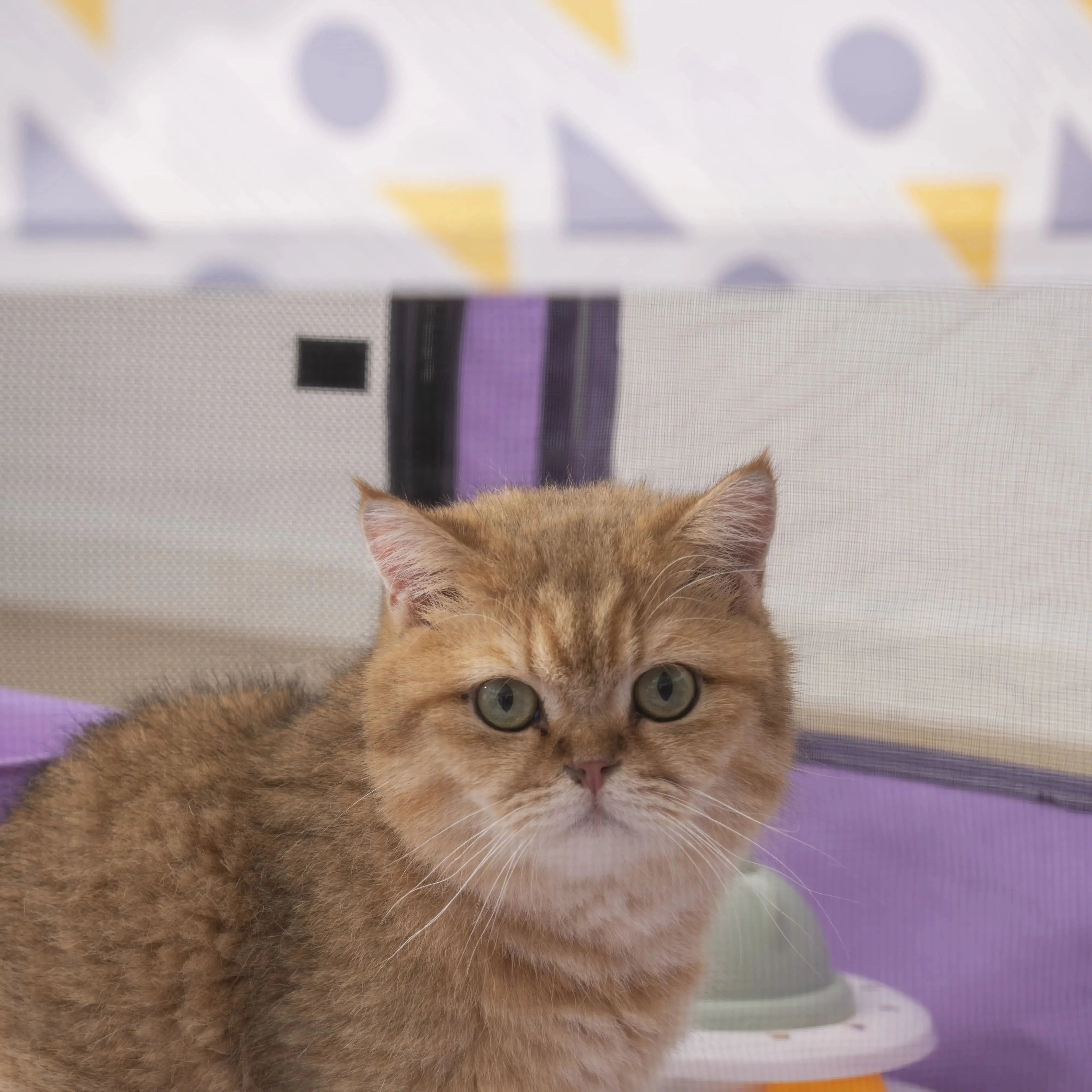 CozyCircle Pet Nest in a vibrant design, perfect for small pets to relax comfortably