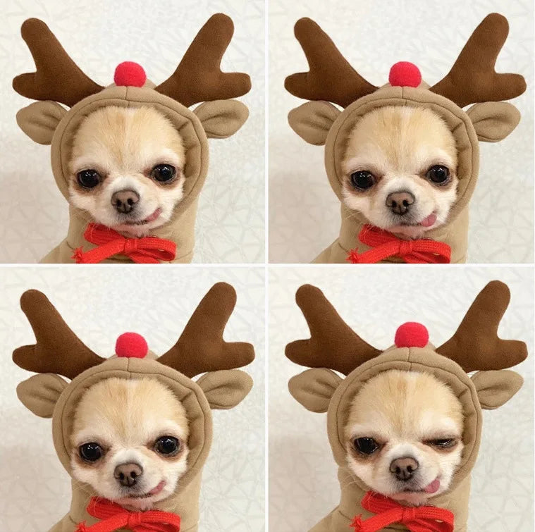 Adorable Chihuahua wearing a cute fruit animal dog hoodie with reindeer antlers and a red nose