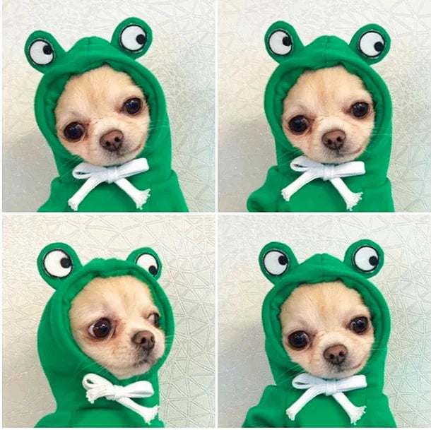 Cute fruit animal dog hoodie in green on a small dog with frog features