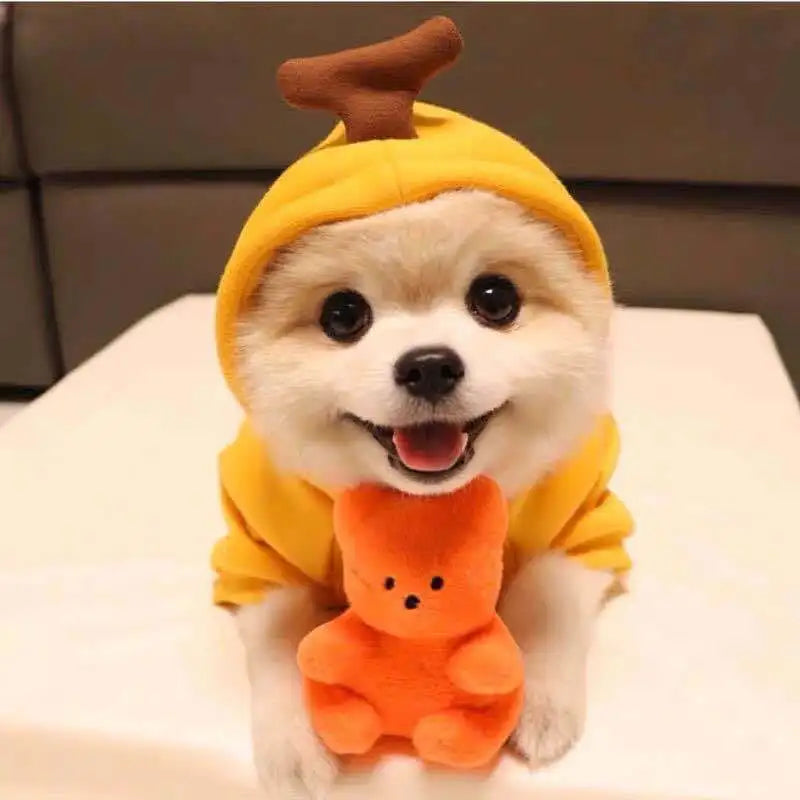 Adorable dog wearing a cute fruit animal dog hoodie, smiling with a plush toy