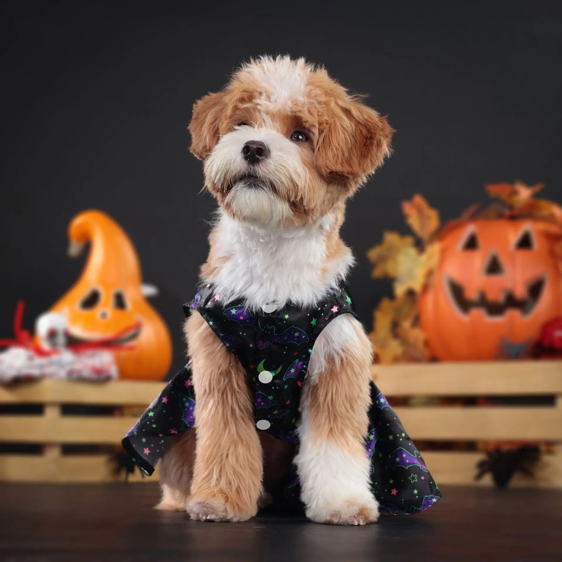 Adorable medium dog in a black cute Halloween costume for medium dogs with colorful patterns