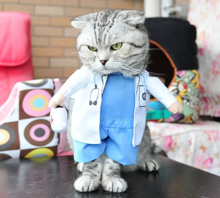 Adorable cat dressed as a doctor in a cute Halloween costume for pets from Zoomies & Co