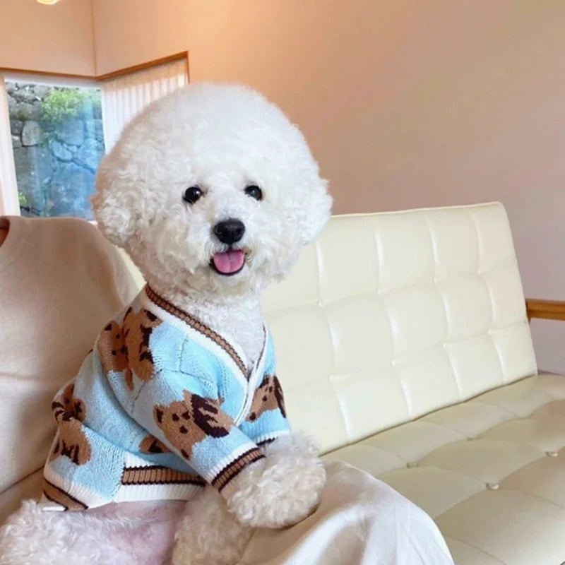 Bichon Frise in a cute knitted dog coat for winter on a cozy couch