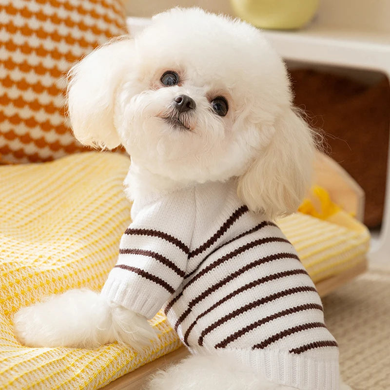 Adorable fluffy dog wearing a cute knitted dog coat for winter with white and brown stripes
