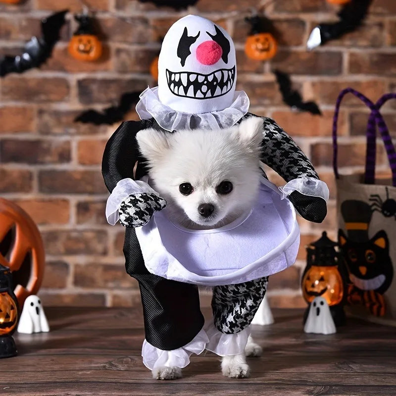 Adorable Pomeranian in a devil dog Halloween costume with clown details for festive pet fun