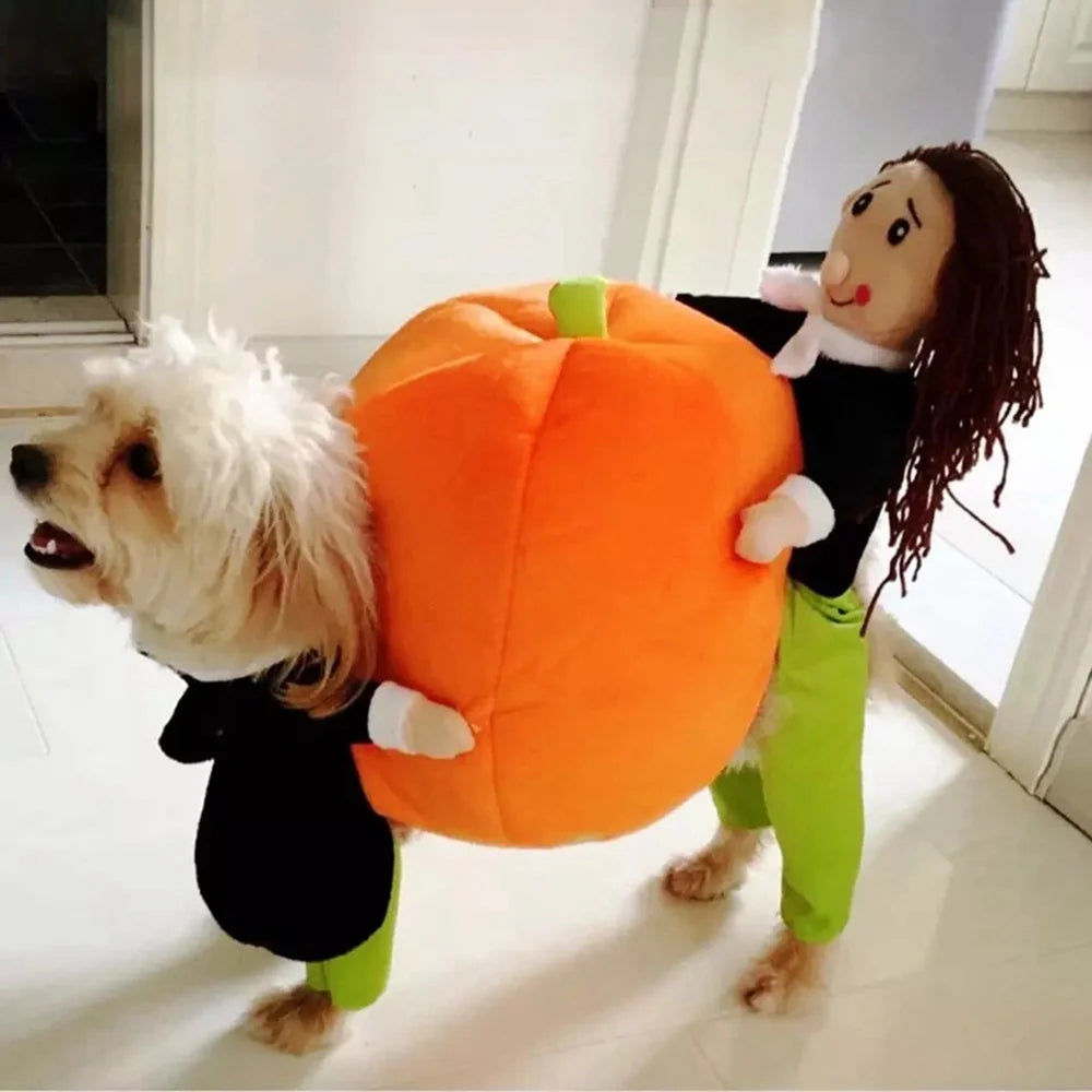 Adorable dog wearing a pumpkin costume in a dog and cat party costume set for festive celebrations