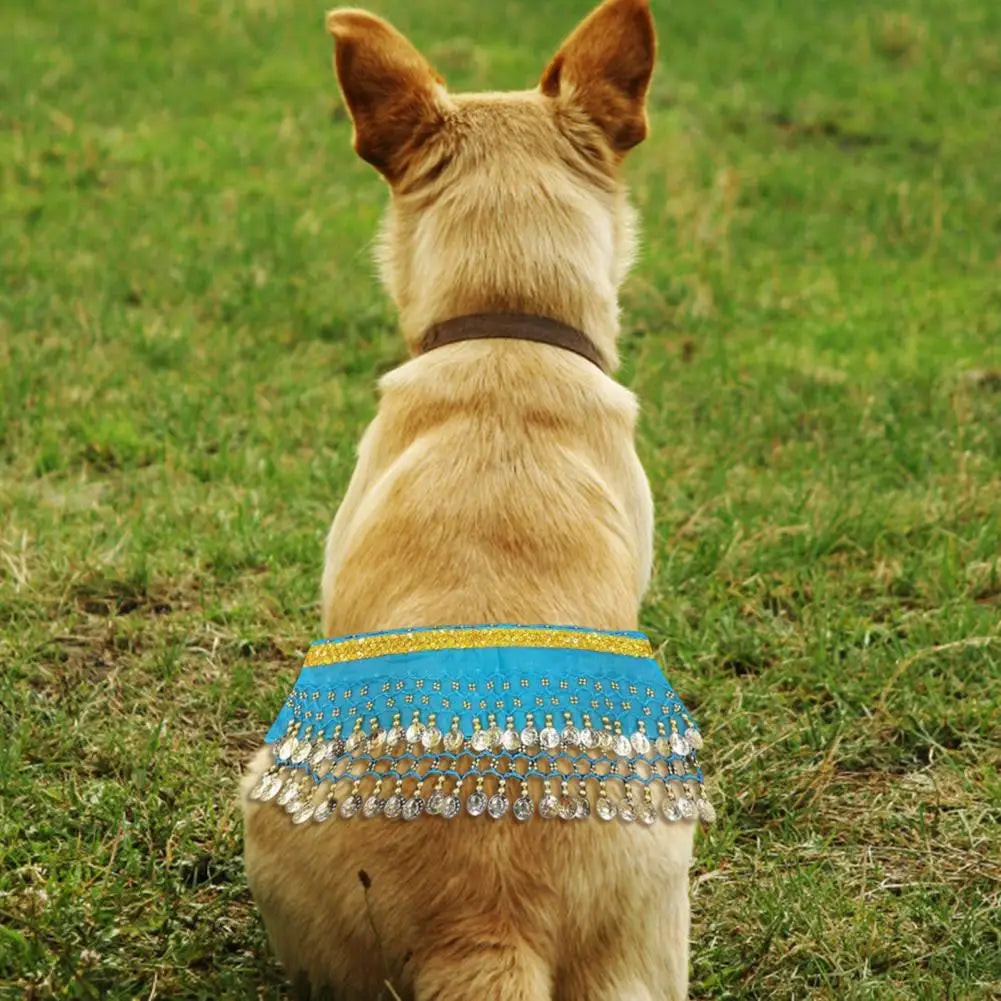Dog wearing a vibrant blue dog belly dance costume with shiny embellishments on a grassy field