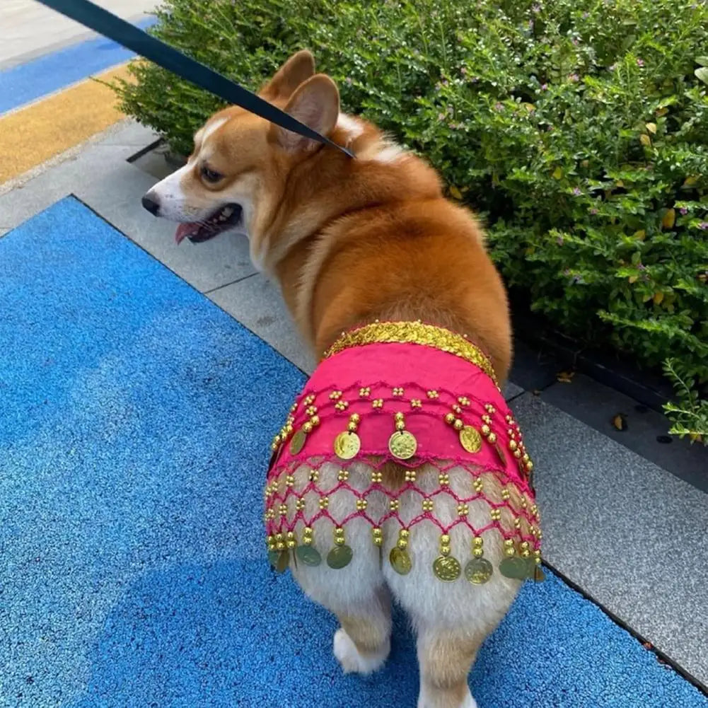 Corgi wearing a colorful dog belly dance costume with tassels and vibrant details outdoors