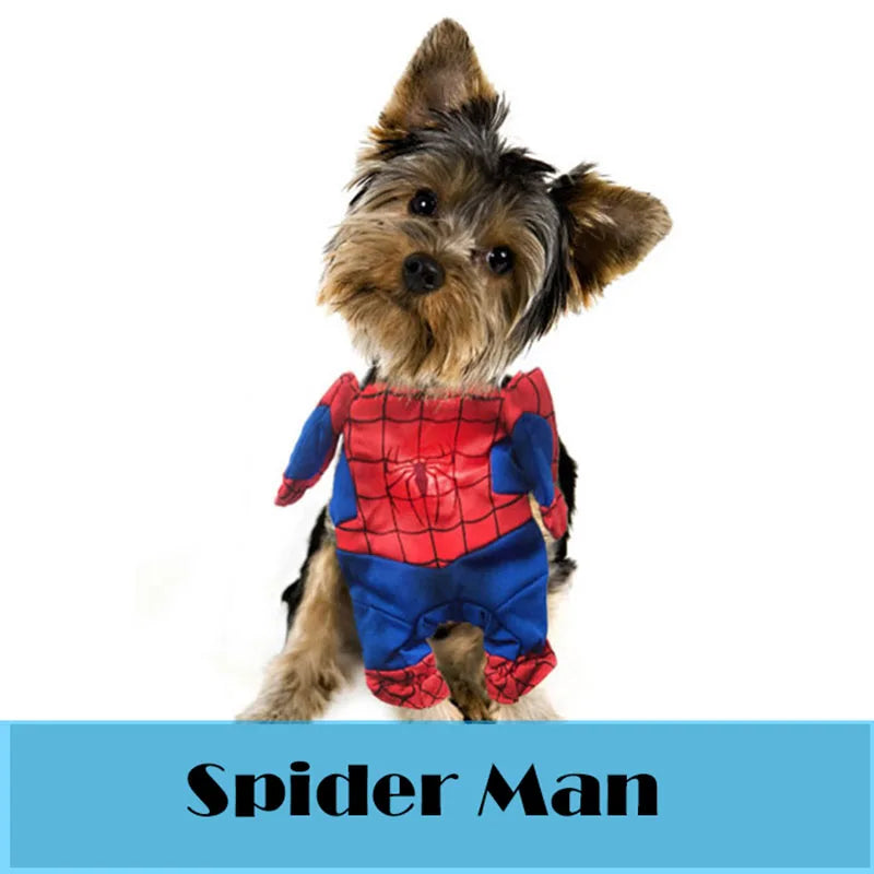 Adorable Yorkie wearing a superhero pet costume for dogs styled as Spider Man