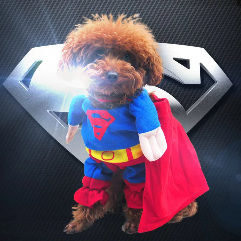 Cute dog in a superhero pet costume for dogs featuring a blue outfit and red cape