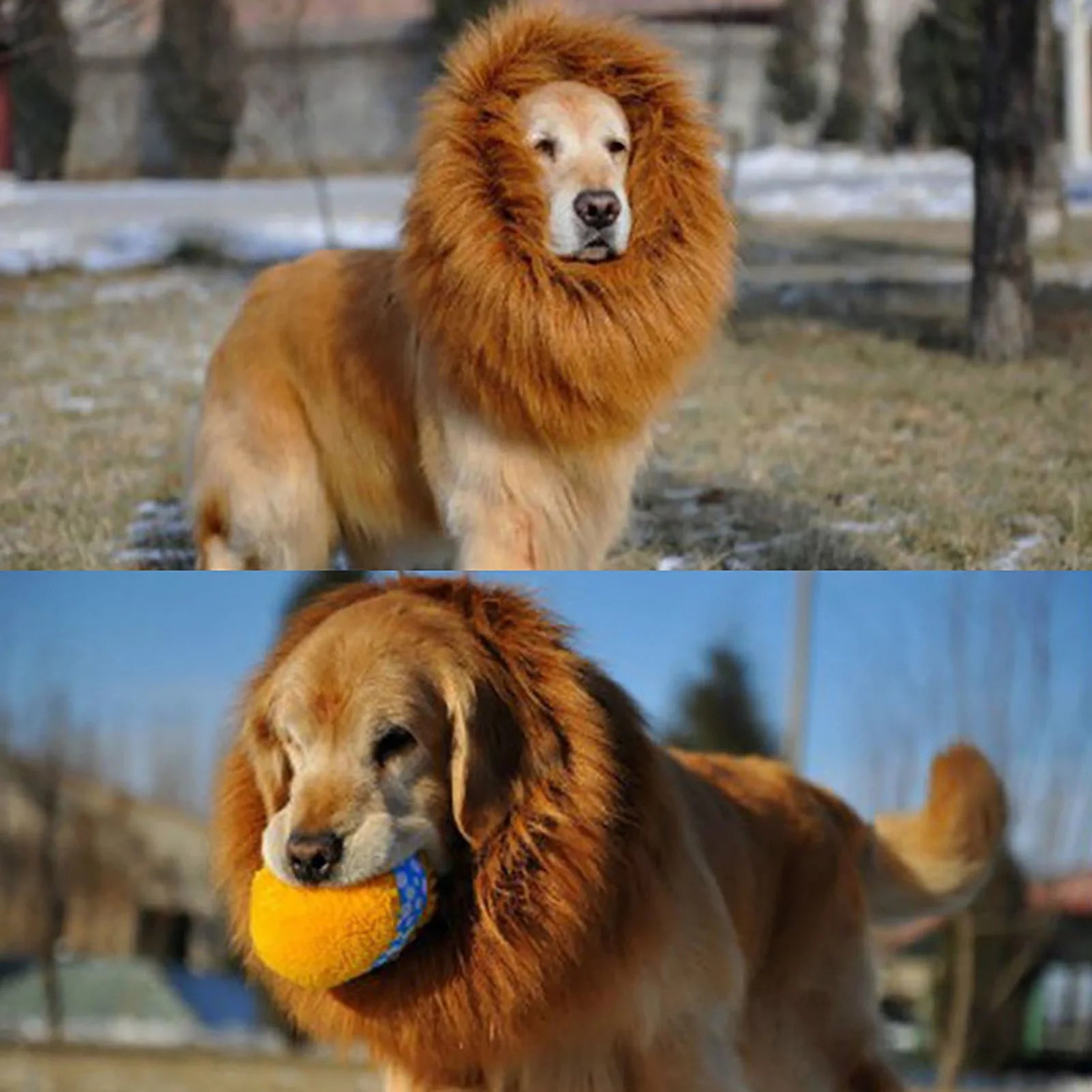 Golden Retriever wearing a lion mane costume for a funny pet costume for cats and dogs