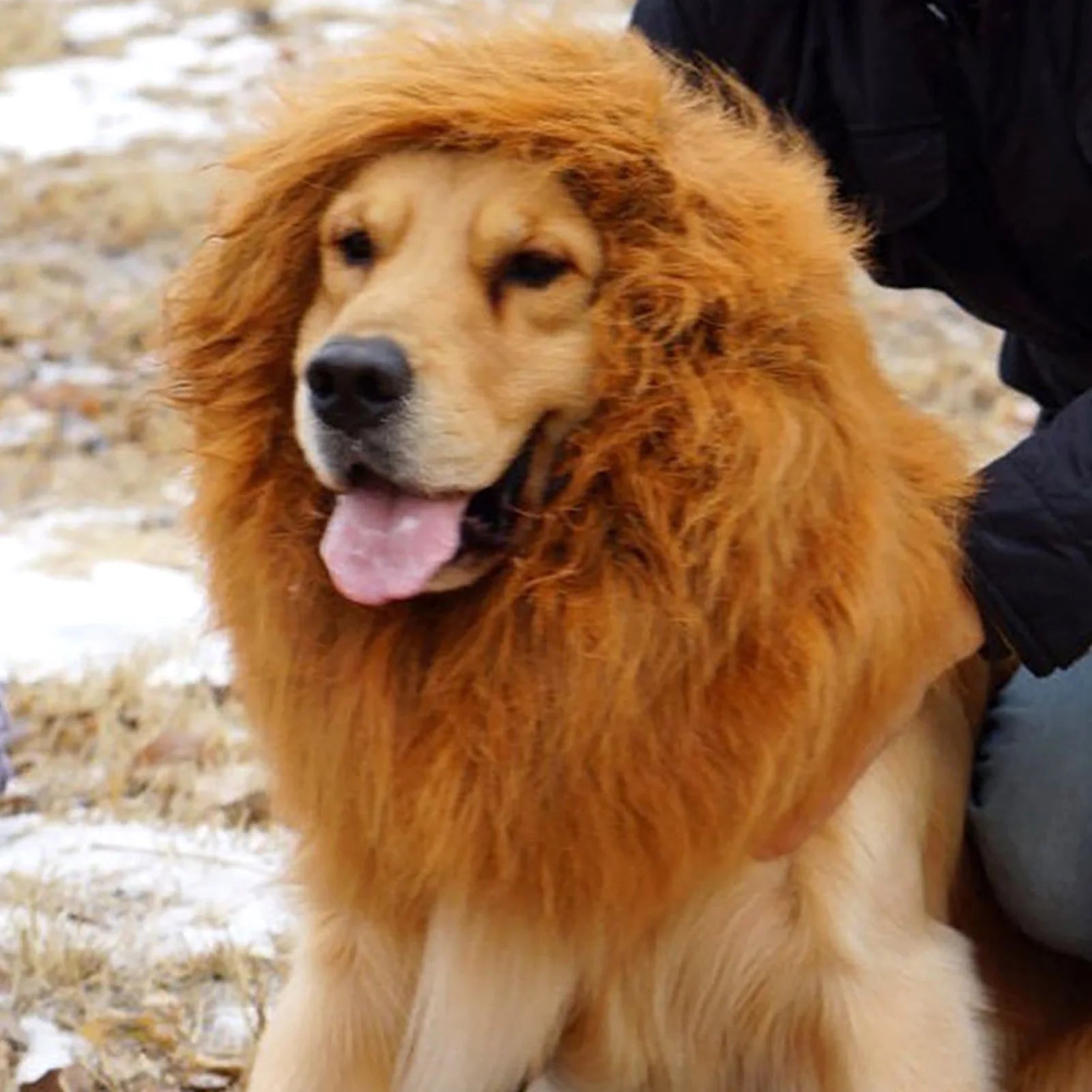 Golden Retriever wearing a lion mane costume as a funny pet costume for cats and dogs
