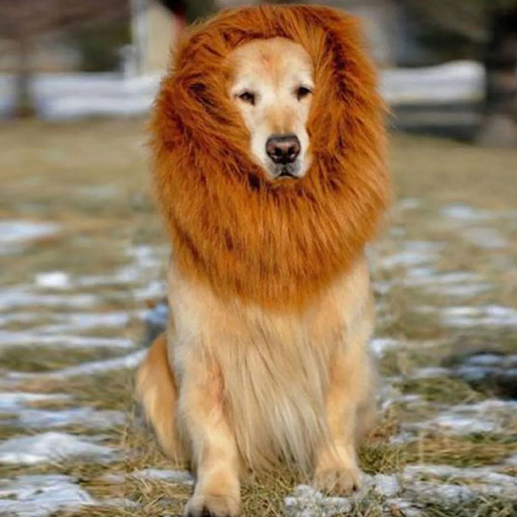 Funny pet costume for cats and dogs featuring a golden retriever in a lion mane costume