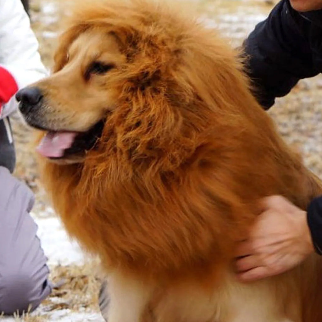 Golden retriever in a funny pet costume for cats and dogs resembling a lion mane