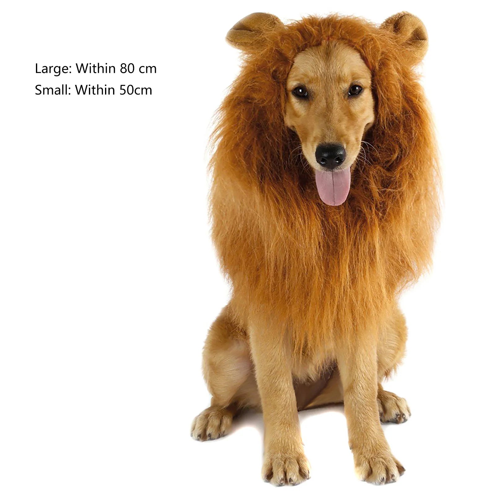 Funny pet costume for cats and dogs featuring a lion mane on a seated dog