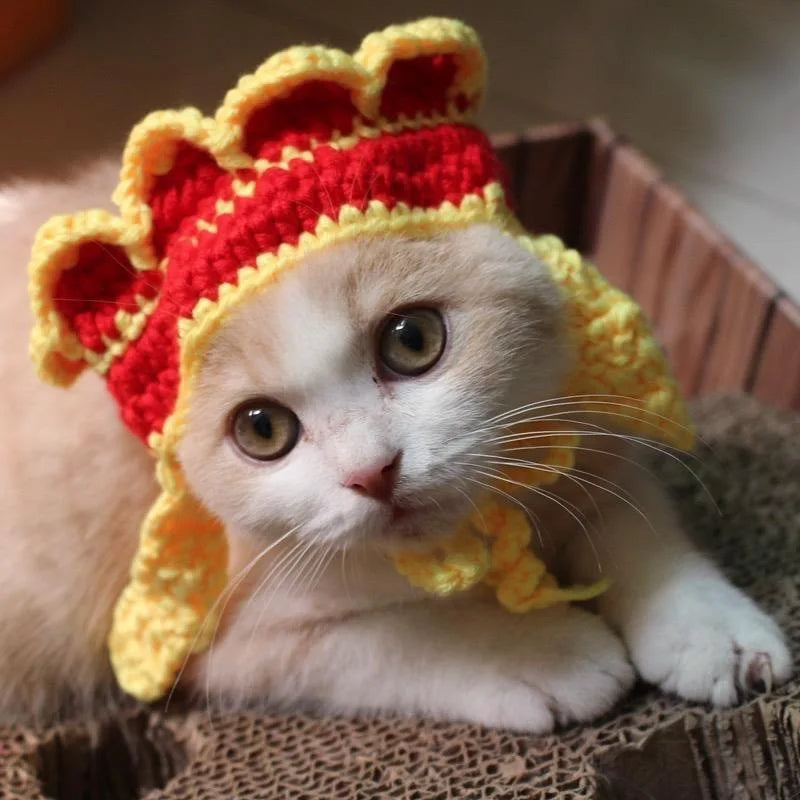 Adorable cat wearing a colorful crocheted funny pet hat for cats and dogs by Zoomies & Co