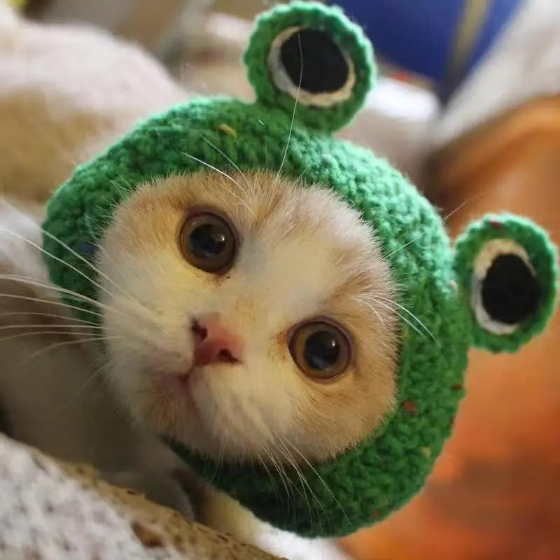 Adorable cat wearing a green frog knitted funny pet hat for cats and dogs from Zoomies & Co