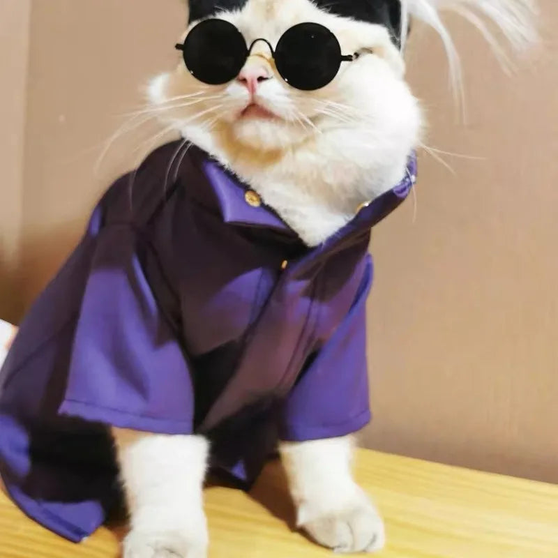 Cute cat wearing a purple outfit and sunglasses in the Gojo Satoru cat cosplay costume