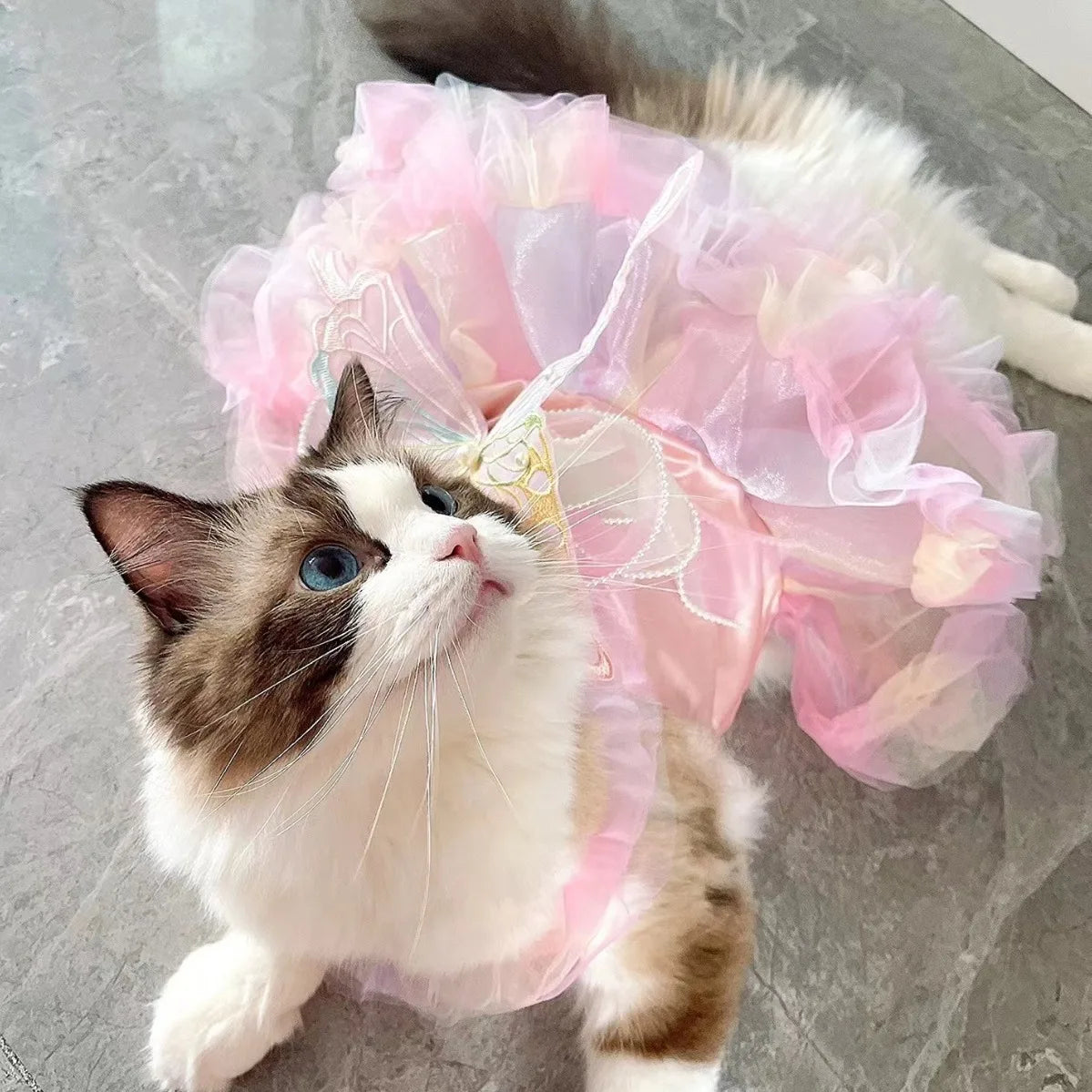 Adorable cat wearing a gorgeous puppy butterfly skirt in pastel colors for a cute pet outfit