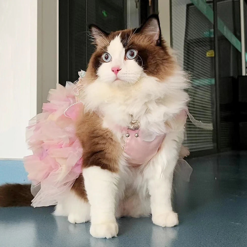 Adorable cat in a gorgeous puppy butterfly skirt with pink ruffles for pet fashion lovers